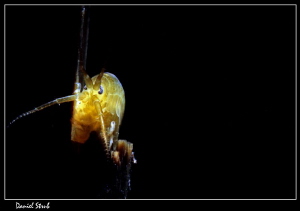 Freshwater scud - gammarus spp by Daniel Strub 